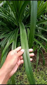Tikar Anyam Daun Pandan Duri Asli 60x60 Cm - Samak Sesajen Tiker Adat Stadion dan Camping