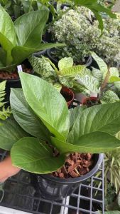 เศรษฐีเงินหนา #Anthurium jenmanii Engl Pot   #ต้นเศรษฐีเงินหนาพันธุ์ใบกลม ส่งพร้อม  • ขนาดกระถาง 7-8 นิ้ว   • การดูแล วันเว้นวัน หรือรดน้ำ 2-3 วันครั้ง   • ควรเลี้ยงในที่ร่ม หรือมี แสงแดด รำไร หรือที่ร่ม   • วัสดุปลูก ดินทั่วไปผสมขุยมะพร้าว   • ใส่ปุ๋ยบำร