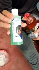 O&A แชมพูอาบน้ำไก่ชน สูตรสมุนไพร บรรจุ 120 มล. ช่วยไล่ไร ลดความมันเส้นขน คลายตัวให้สบาย ราคา 40.-