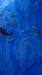 Platinum Butterfly Koi/Ornamental fish/Freshwater/Readystock