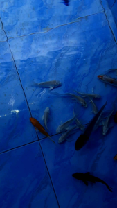 Black Koi/Ornamental fish/Freshwater/Readystock