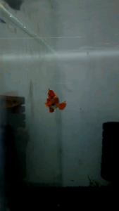 Red Rose Guppy/Ornamental fish/Freshwater/Readystock