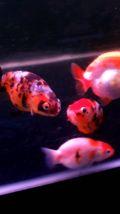 Calico Ranchu Goldfish/Ornamental fish/Freshwater/Readystock