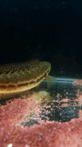 Channa Bankanesis/Ornamental fish/Freshwater/Readystock