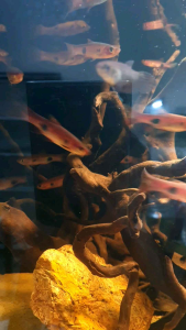 Clown Rasbora/Ornamental fish/Freshwater/Readystock