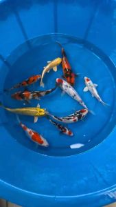 Japan Koi local breed 5-9” sizes Super High Grade 10pcs Combo at 1688 only ! This