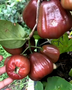 bibit tanaman buah jambu air Dalhari super