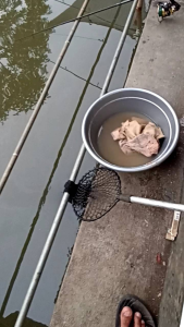 Paket SAP Singabre Amis Premium: Umpang Ikan Mas Berkualitas