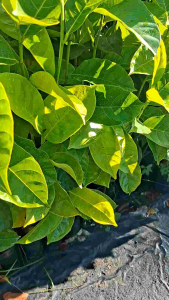 ต้นขนุนทวาย เพาะเมล็ด สั่ง 3 แถม 1 ต้น