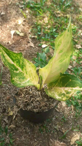 Aglonema Siam Pearl: Tanaman Hias 234 Daun