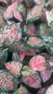 Aglonema Red Dut Anjamani: Tanaman Hias Hidup & Dekorasi Ruangan