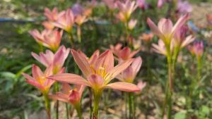 Sunset Strain หัวละ 10 บาท ค.หัวดอกบัวดิน