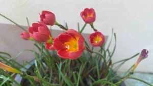 010.หัวดอกบัวดิน Red Cupid หัวละ 15 บาท