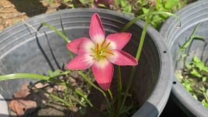 S.หัวดอกบัวดิน I Dol’Eye หัวละ 30 บาท