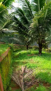 Bibit Kelapa Nias Unggul – Cocok untuk Perkebunan & Pekarangan Rumah!