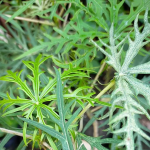 Bibit Tanaman Herbal Yodium atau Tanaman Betadine