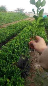 cây chúc giống  cây chanh thái khoẻ mạnh