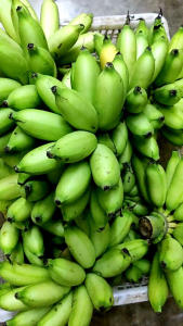 Pisang Boyen Pisang organik 1KG tanpa racun serangga tanam sendiri Organic Banana 🍌