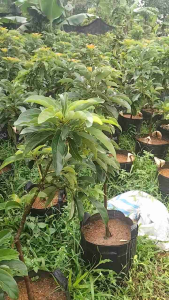 Bibit Alpukat Kendil