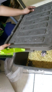 High-Quality Kusot & Palochina Wood Shavings for Hamsters & Small Animals