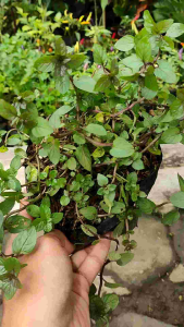 Sindo - Chocolate Mint Live Plant P9FNX3R5G8