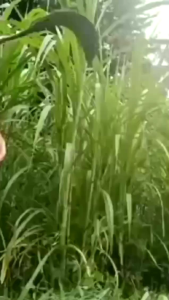 sabit rumput cab bintang 5