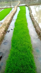 Benih padi zizania kulalitas super unggul ke masaan 1.kg