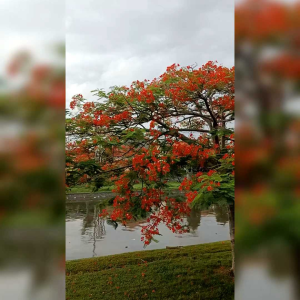 5 BIJI BENIH POHON BUNGA FLAMBOYAN MERAH DELONIX REGIA
