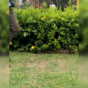 TaffSPORT Tongkat Hiking Trekking Pole Telescopic 4 Section - E4102 - Black