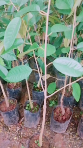 ต้นทุเรียนชะนีไข่เสียบยอดแล้วพร้อมลงแปลงปลูก  ชุด2ต้น*