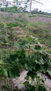 เพลี้ยไฟไรแดง "บอมบ์กำจัดไวรัส" ขนาด 500 cc ของแท้ ราคาโรงงาน