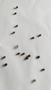 Benih Okra Hijau Isi: 1000 Butir, 100 Gram & 500 Butir