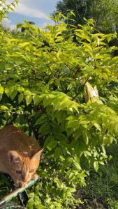 แขนงไผ่หวานหน่อจิ๋วต้มสุก 500กรัม-1.5kg (แพคให้ถุงละ500กรัม) | แขนงหน่อไม้อ่อนจากสวน ปราจีนบุรี