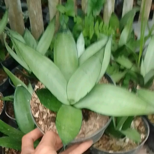 tanaman hias sansivera mini silver - tanaman hias lidah mertua mini murah