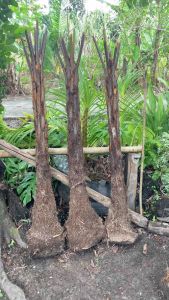 Tree ferns ต้นพันธุ์เฟิน มหาสดำขุดสด