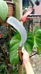 Cap Am19 Super Deres: Sadap Kelapa Baja Isen Sap 3 Sampai Tembus