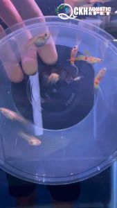🔥CKH Aquatic🔥 Guppy Vienna Bottom Sword 孔雀鱼维尔纳低剑