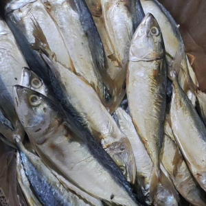 Ready ikan asin peda putih ukuran besar dan sedeng tiga jari ukuran sedeng dua jari masih pres murah meriah berkualitas 100%