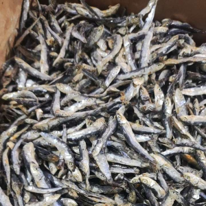 ikan teri hitam/teri batu ukuran rata sedeng empuk murah berkualitas100%
