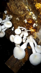 Bibit/Baglog Jamur Tiram Putih ( f-3) 100% siap panen