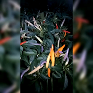 8 BIJI BENIH CABE RAINBOW GARDA FIREWORK PEPPER
