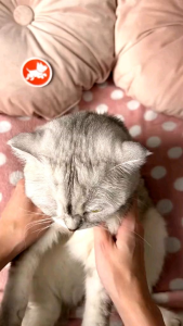 Alat Pelontar Obat Hewan