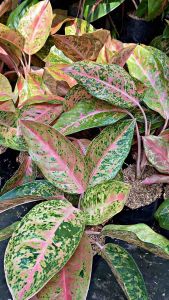 Aglonema bigroy remaja rimbun