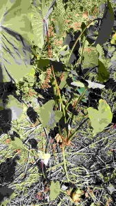 Colocasia Tiger ตัดสดไม่ตัดใบ โคโลคาเซีย ไทเกอร์ บอนป่า