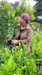 ต้นพันธุ์เลม่อนยูเรก้า Euraka Lamonเลม่อน มะนาวเลม่อน ของเเท้100%ต้นพันธุ์ชำจากกิ่งตอน รากเเข็งเเรงพร้อมลงปลูก