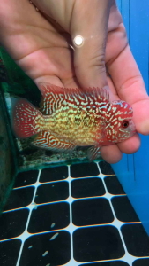 Flowerhorn kamfa f2 male 3inch male fish luohan kamfa f2 花罗汉金 f2 pellet trained
