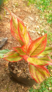 Tanaman hias aglonema lipstik siam aurora