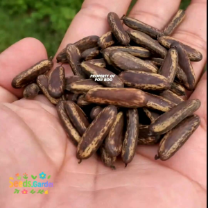 20 BUTIR BIJI/BENIH TANAMAN BUNGA FLAMBOYAN MERAH