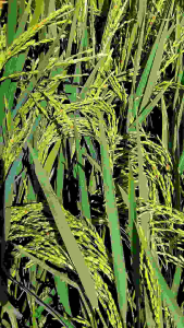 Kemasan 1 kg benih ketan putih original cepat panen