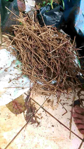 promo!!! akar alang alang 1kg obat herbal alami segar dadakan ngambil dari tanah jadi masih segar